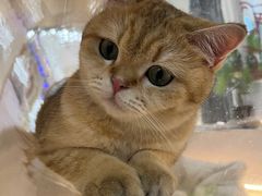 -COLOR PETS 撸猫馆·购猫·猫咖(长风大悦城店)