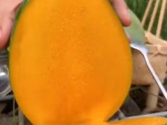 凯特芒-水果天空(东葛店)