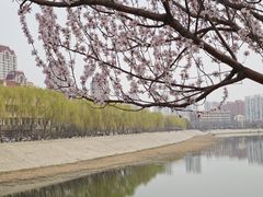 -桃花堤公园