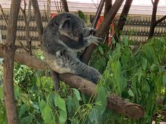 -可伦宾野生动物保护区
