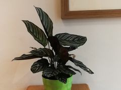 -拂晓山房·私房川菜(西门店)