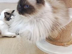 -1013 PET SHOP 宠物商店(近铁城市广场店)