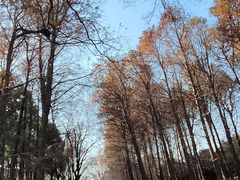 -上海共青森林公园