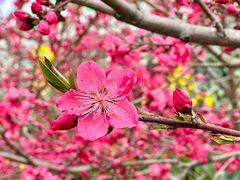 -桃源山庄·水蜜桃采摘·柴火鸡·烧烤团建(龙泉山店)