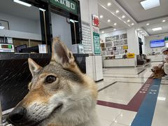 -派美特宠物医院·核磁CT·骨科肿瘤·疑难转诊(沈农禾丰店)