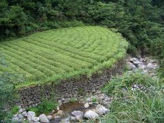 -四明山国家森林公园