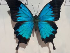 -吉林省自然博物馆