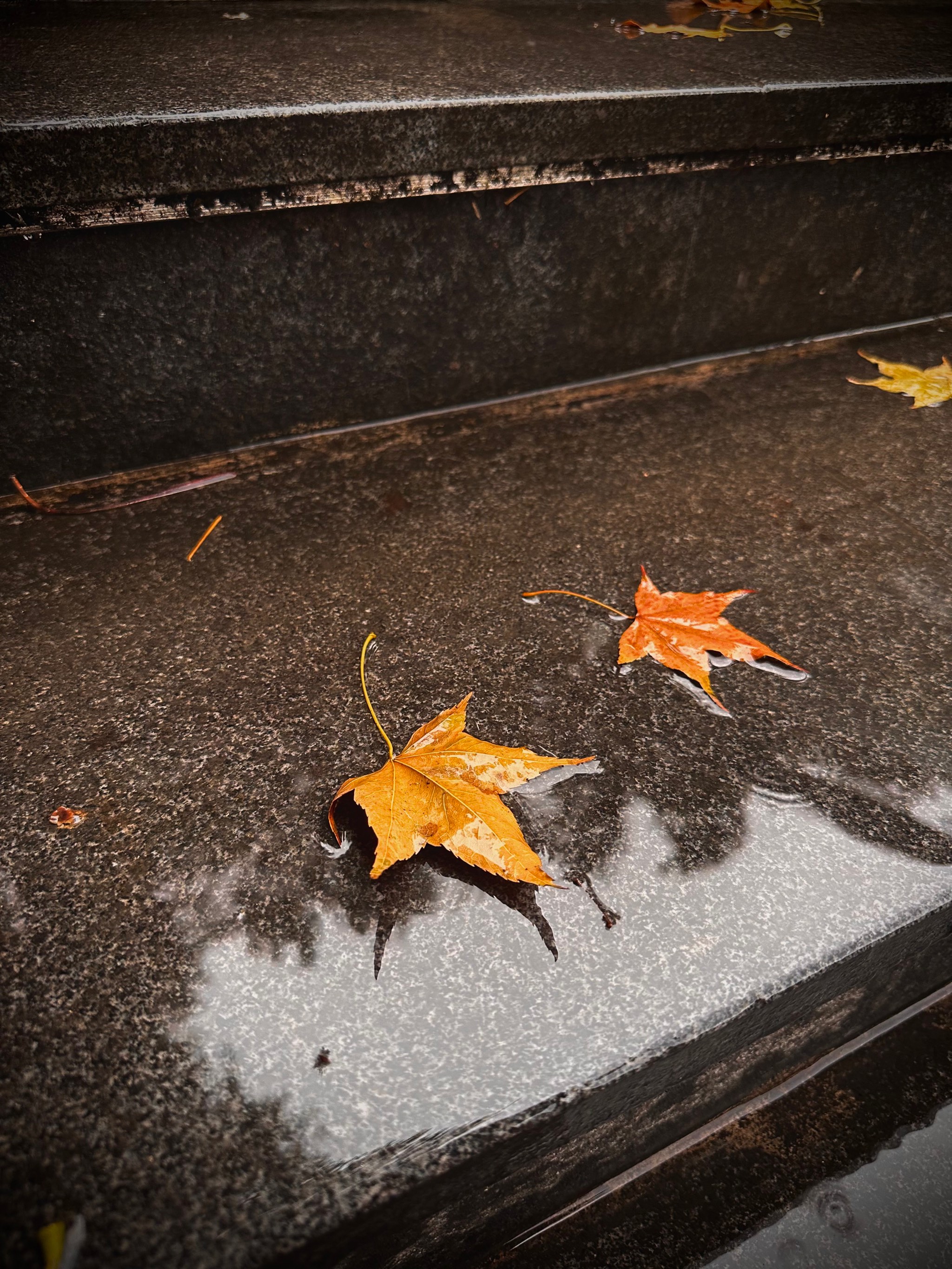 雨中落叶图片