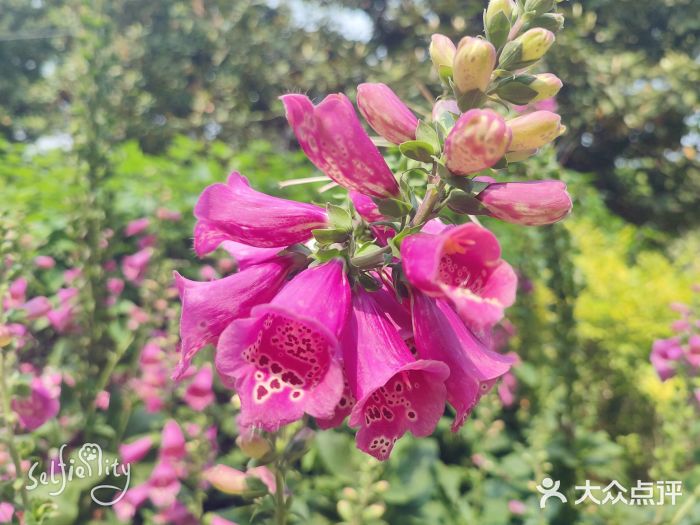 上海共青森林公园图片