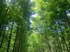 -桤木河湿地公园