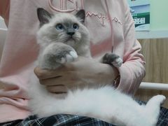 -屋虎猫馆(宝安大仟里店)