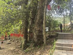 -石台牯牛降景区