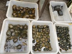 -中环花鸟鱼虫市场