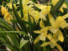 -双季花艺园艺市场(浦东店)
