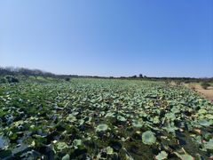 -上海海湾国家森林公园