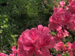 -南京老山国家森林公园