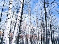 -亚布力新体委滑雪场