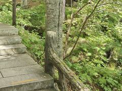 -汤旺河林海奇石景区