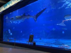 -烟台海昌鲸鲨海洋公园