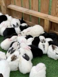 -萌宠亲子动物乐园(槐房万达店)