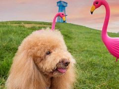 -超宠爱宠物摄影-Super pet