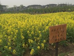 -田园东方蜜桃村的田野营地