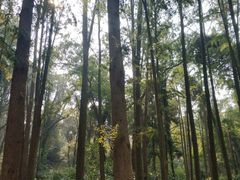 -上海佘山国家森林公园天马山园