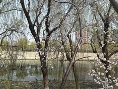 -桃花堤公园