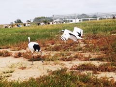 -盐城丹顶鹤湿地生态旅游区