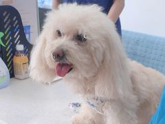 -佳雯宠物医院·皮肤科·内外科(春晓路分院)