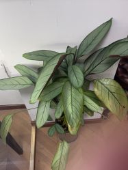 -众刺纹画·纹身·穿孔饰品·海娜定制