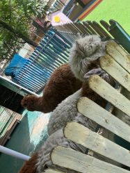 点击看大图 -萌宠亲子动物乐园(槐房万达店)