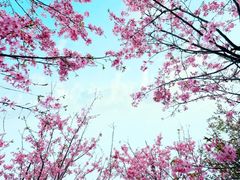 -武汉紫薇都市田园