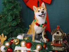 -超宠爱宠物摄影-Super pet