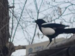 -门城湖公园