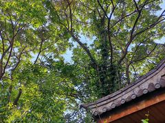 -山大王菌莊