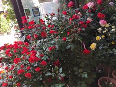 -金科花卉市场