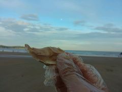 -普陀山风景名胜区-千步大沙