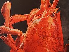 -五谷芳乳鸽王(梅沙老店)