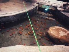 -zoonana室内动物园(东方福来德店)