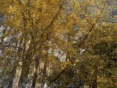 -山东农业大学(岱宗校区)