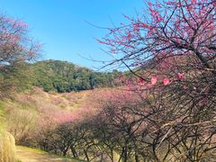 -新建村梅花