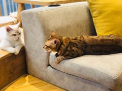 -啵啵喵·猫咖(攀华国际店)