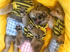 -逗柴咖啡屋·狗咖猫咖宠物桌游