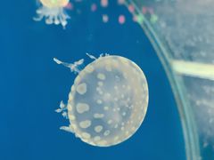 -顺德南宏海立方海洋公园