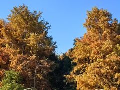 -上海海湾国家森林公园