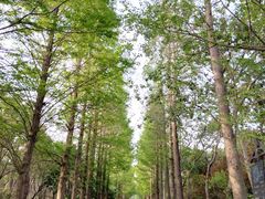 -广富林郊野公园