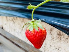 -甜心庄园·甜心草莓采摘园(西青中北店)