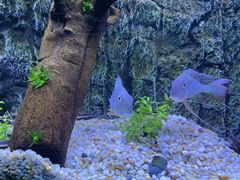 -上海海洋水族馆