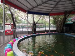 -金花茶公园